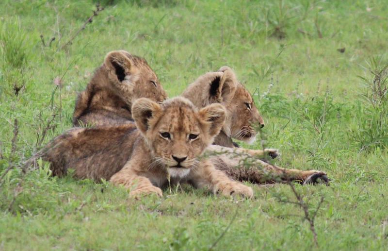 Lion cubs on safari
