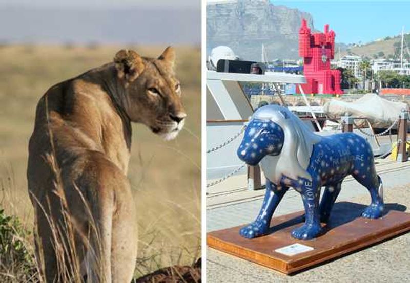 Lion conservation in action at Cape Town's V&A Waterfront