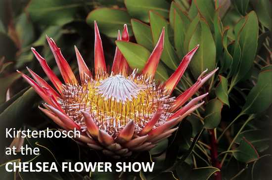 Kirstenbosch Gardens at the Chelsea Flower Show