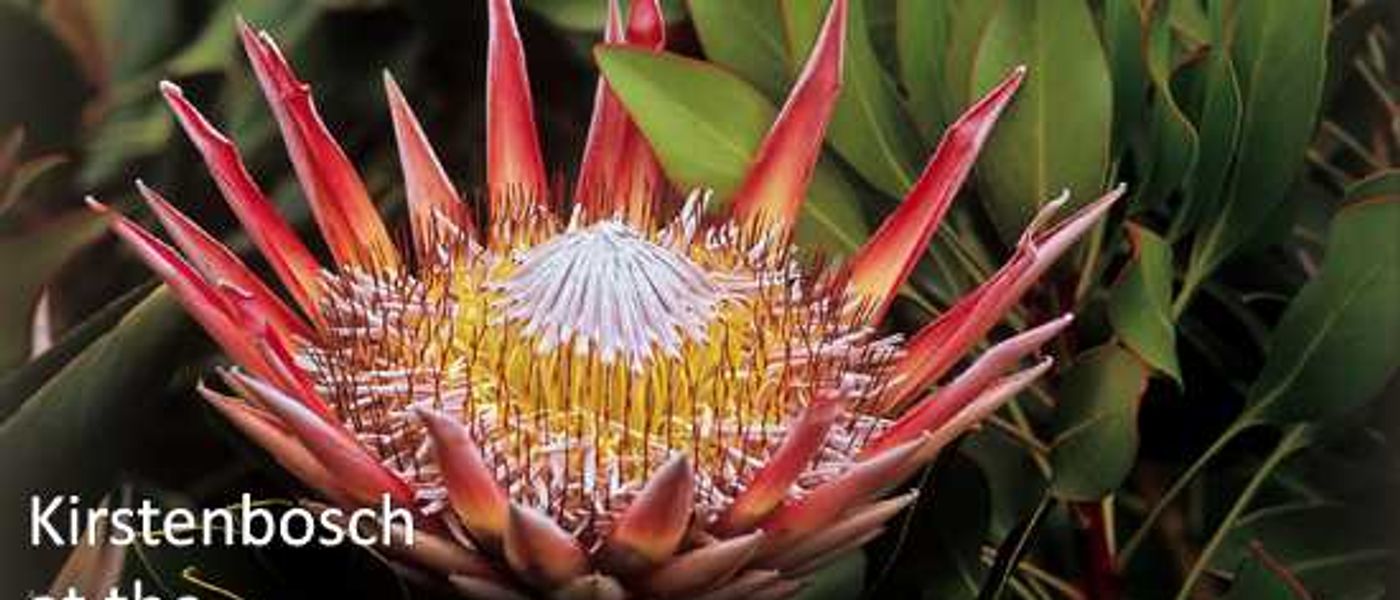 Kirstenbosch Gardens at the Chelsea Flower Show