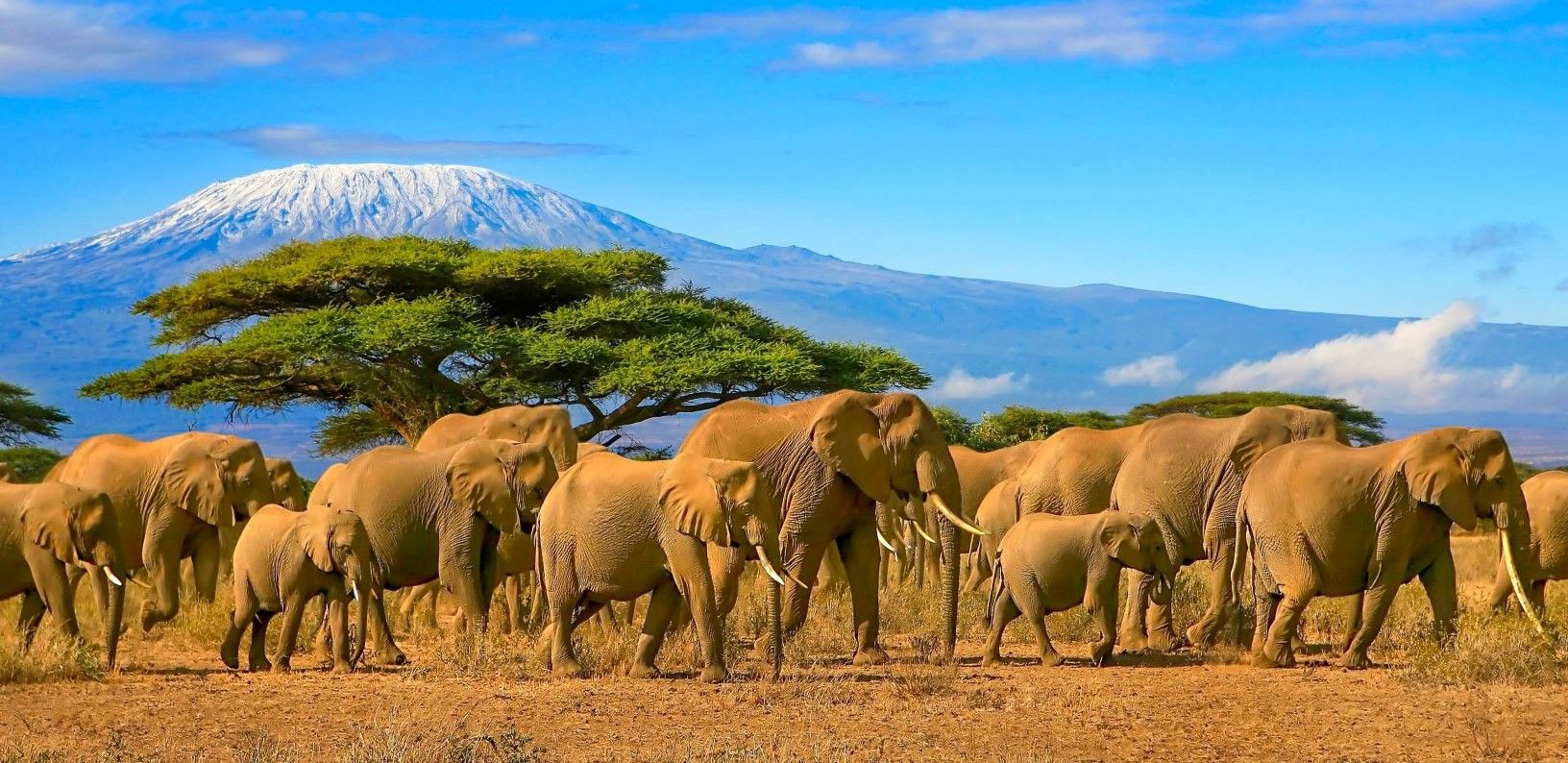Amboseli National Park: Where Giants Meet