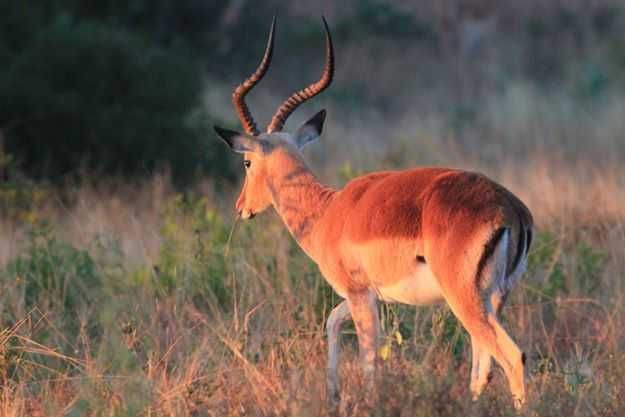 Impala