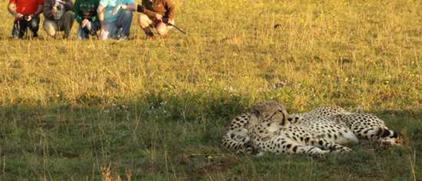 Try something different and go on a Garden Route safari!