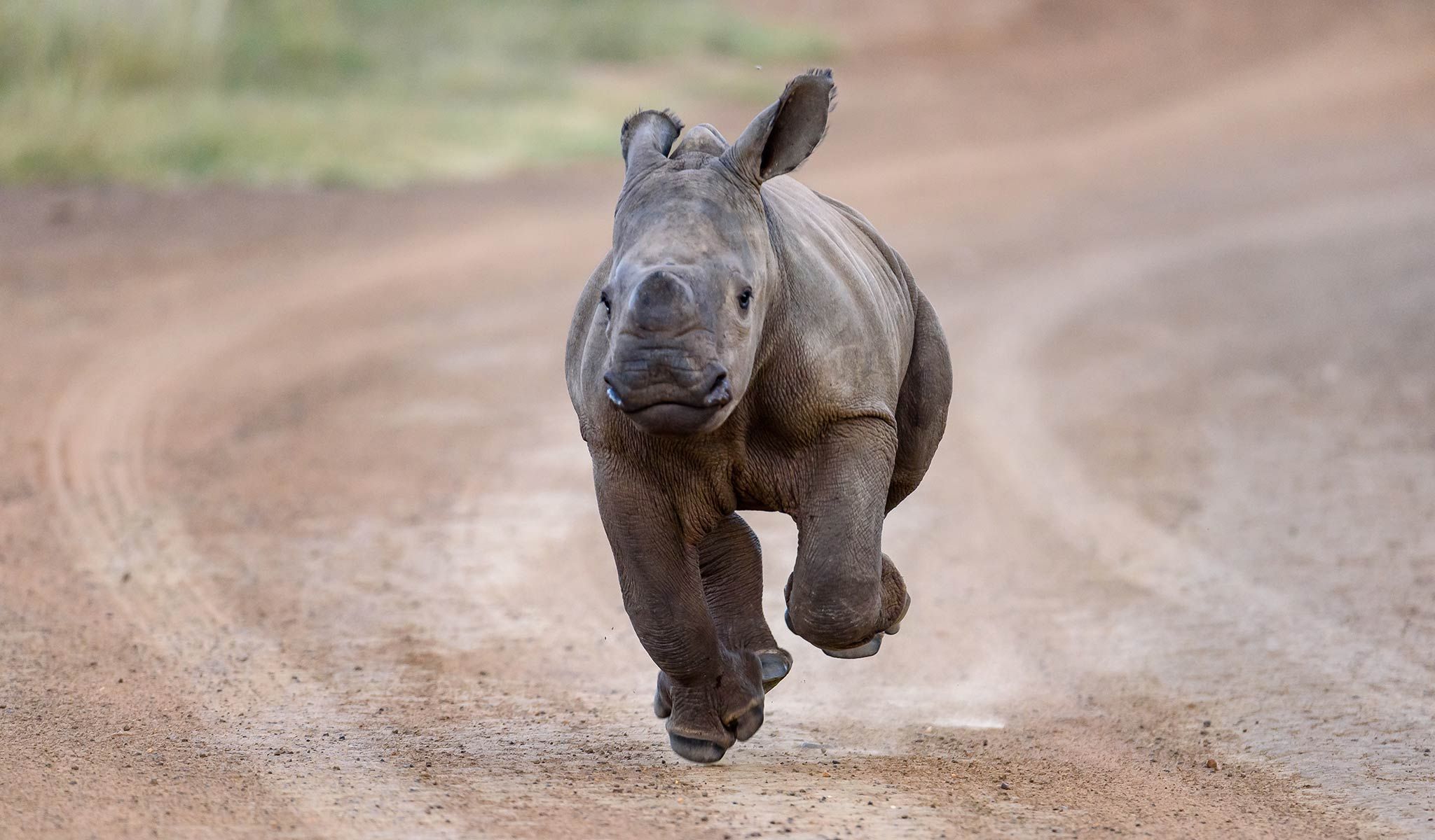 Rhino Africa lidera una vez más con un depósito de viaje 100% reembolsable