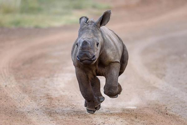 Rhino Africa Leading the Charge Once Again with a 100% Refundable Travel Deposit