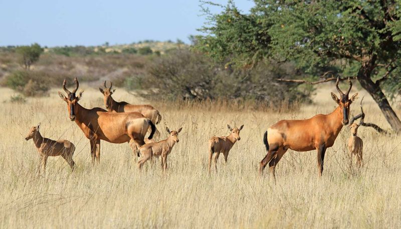 Tswalu Game Reserve in the Kalahari Desert of Botswana