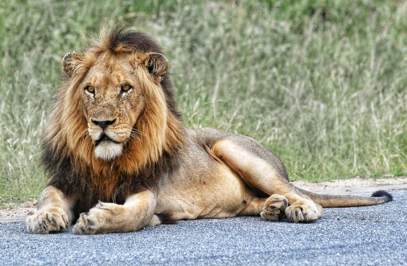 Mohawk - Northern Avoca male lion of Silvan