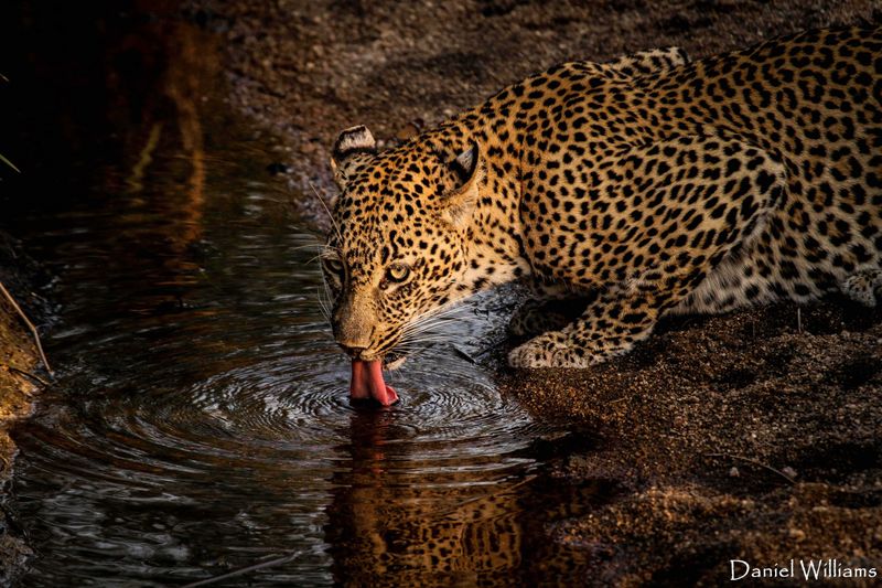 Leopard-drinking