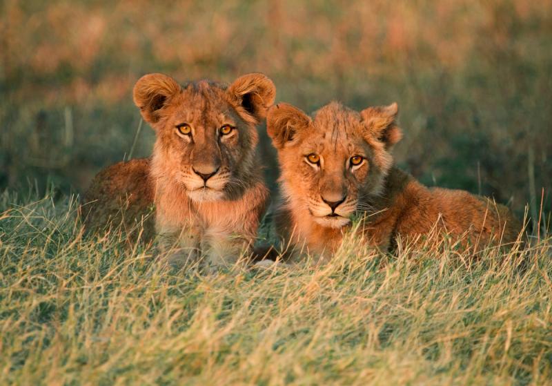 Two young lion cubs lying side by side in golden grassland