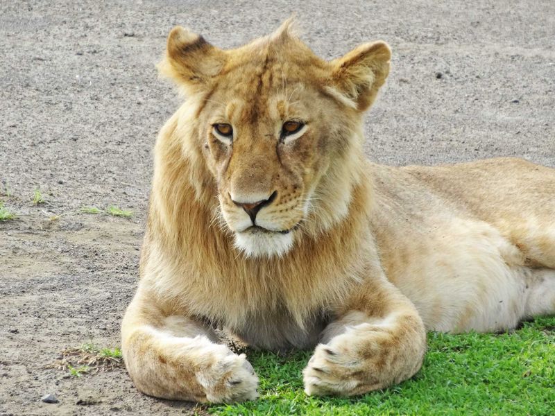 Butter would not melt in this lion’s mouth (but a Wildebeest calf would) - Serengeti
