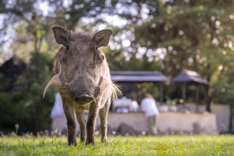 A curious warthog stands on the grass near people in the background, showcasing how the best destinations for kids often bring Africa’s wildlife right to your doorstep.