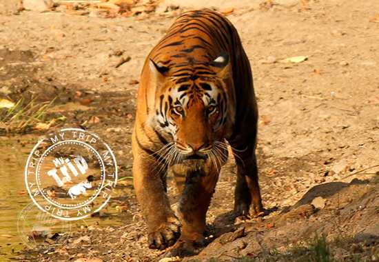 My Trip | Not one tiger, twelve.