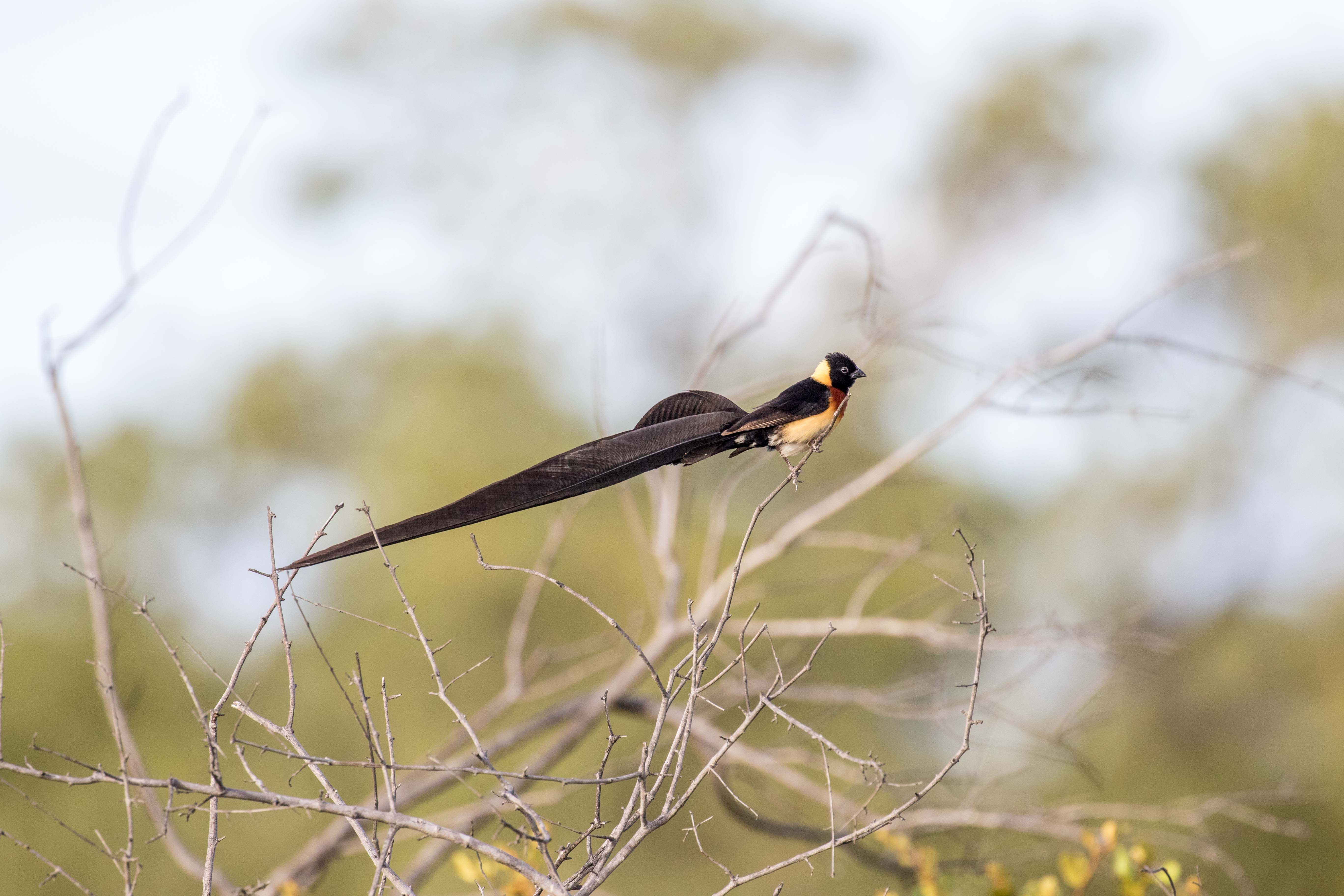 Silvan Safari Blog: Birdlife at Silvan