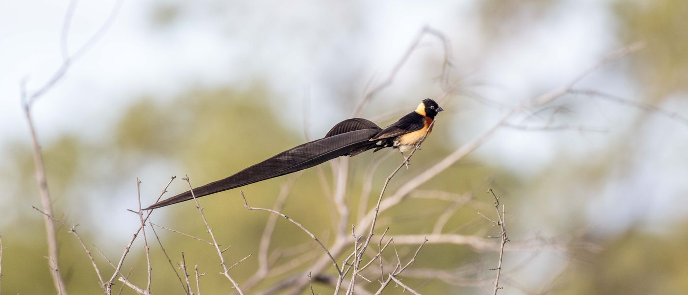 Silvan Safari Blog: Birdlife at Silvan