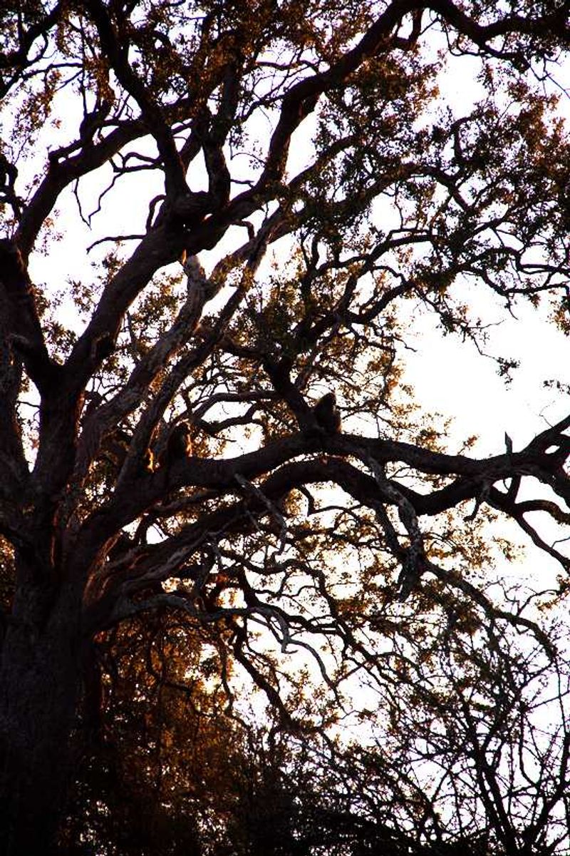 Baboon sunning themselves at Dawn