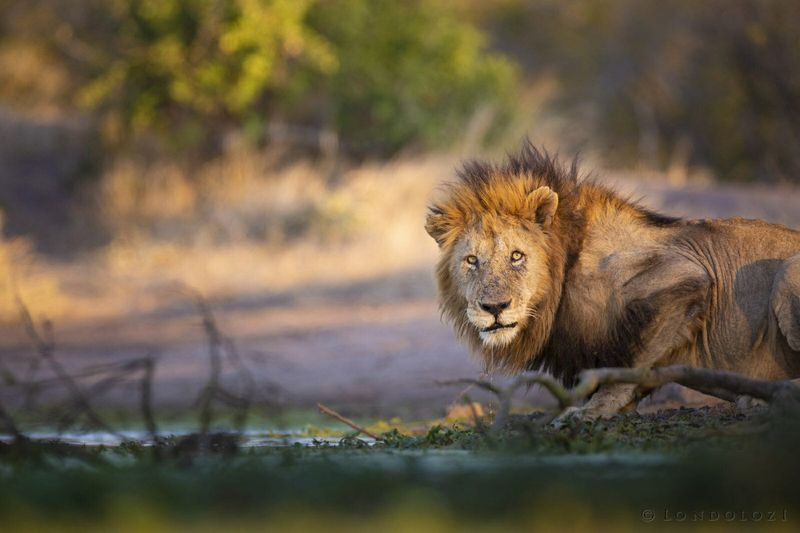 Birmingham Male Lion at Londolozi