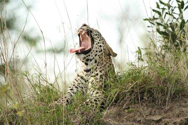 A Leopard caught yawning at Londolozi