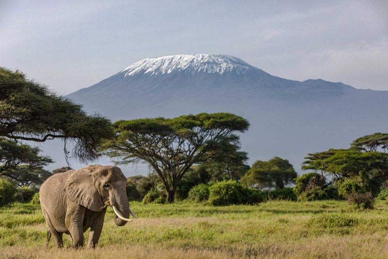 Elefant im Amboseli Nationalpark mit Kilimandscharo im Hintergrund