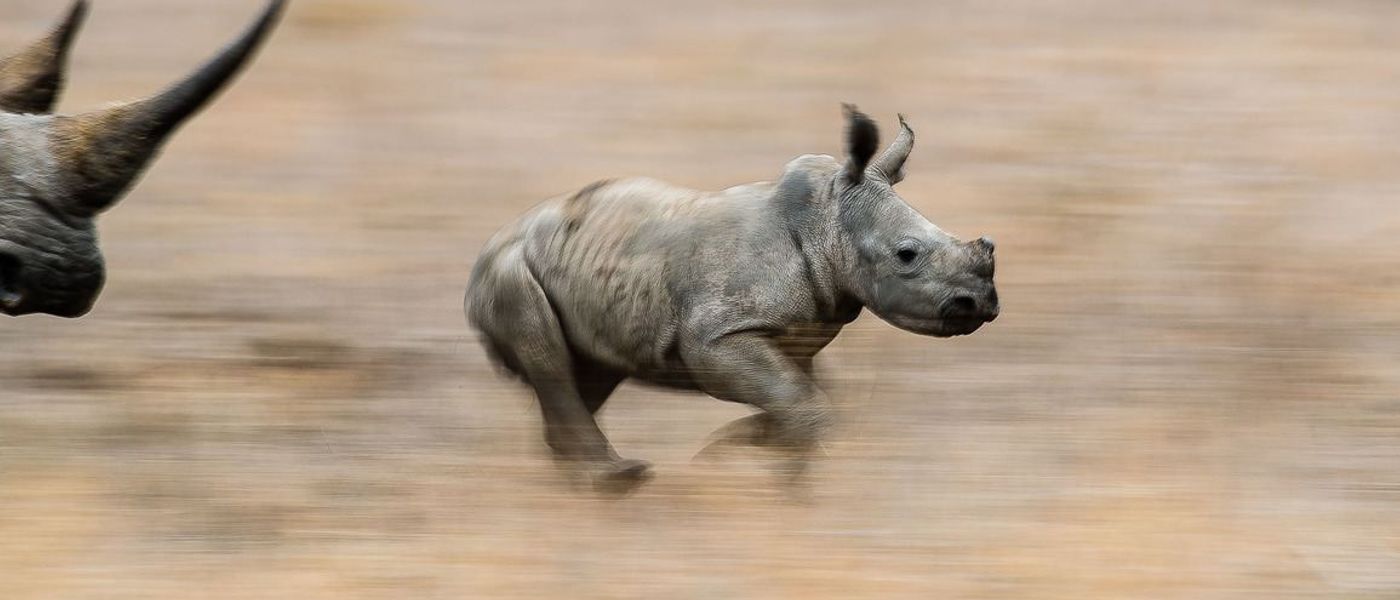 Nos aurevoirs à Sudan, dernier mâle rhinocéros blanc du Nord