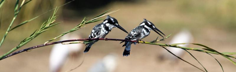 silvan birdlife pied kingfisher