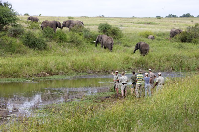 Safári no Kruger Park: perguntas mais frequentes