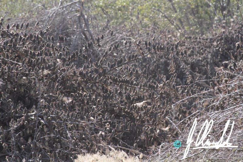 Birds in Namibia