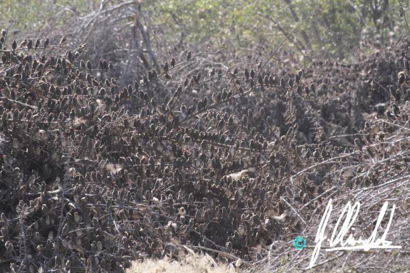 Birds in Namibia