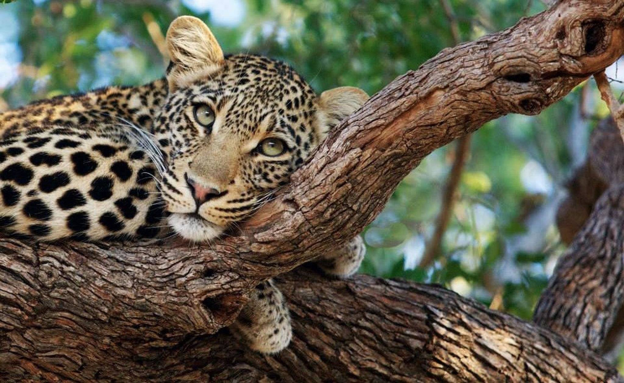 Londolozi y el primer leopardo de Sabi Sand