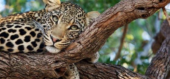Londolozi y el primer leopardo de Sabi Sand