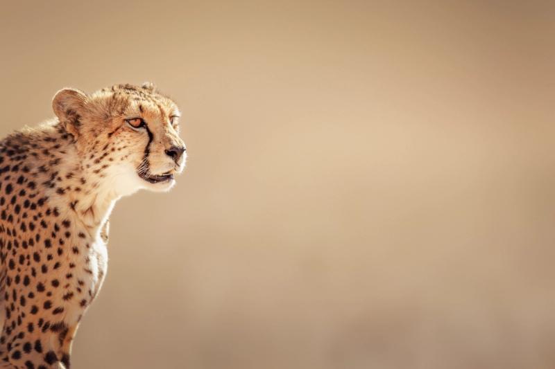 Un guapardo en el desierto del Kalahari, Botsuana
