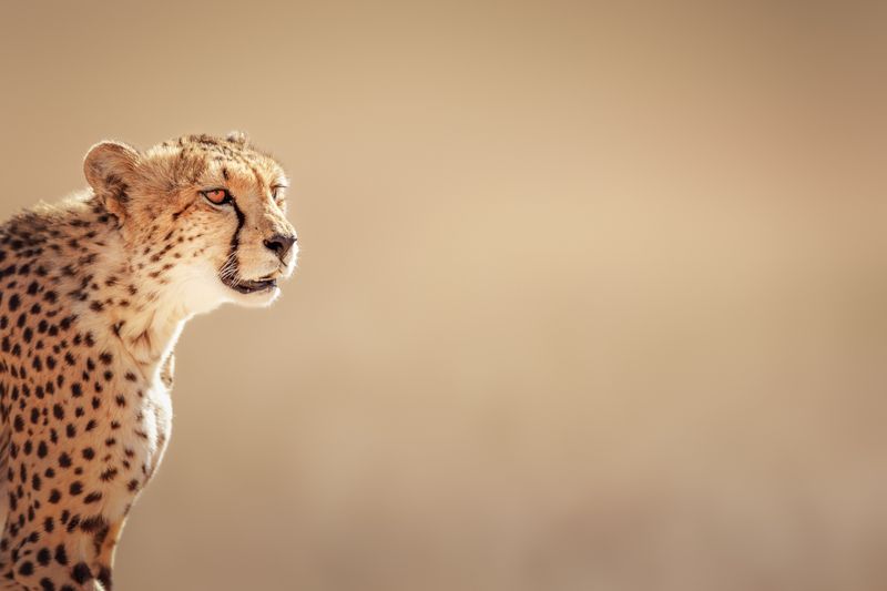 Un guapardo en el desierto del Kalahari, Botsuana