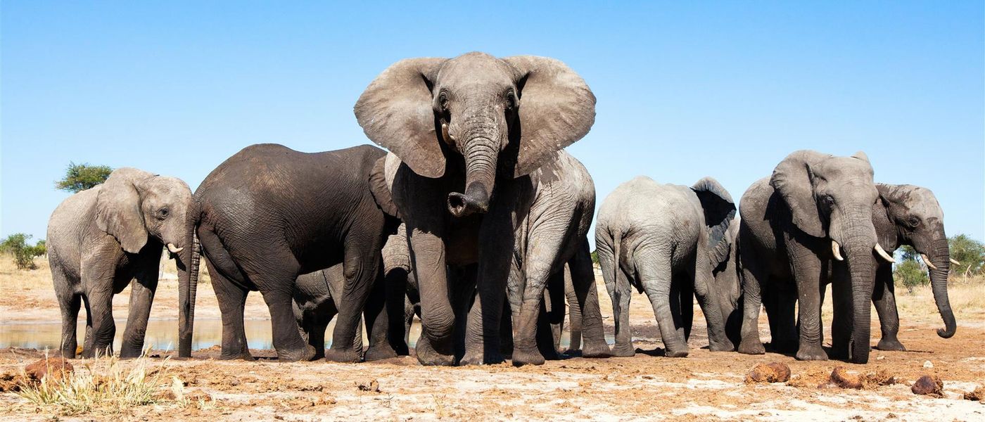 Booking your African Safari with Confidence during Covid-19