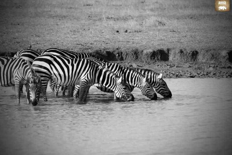 Zebras drinking