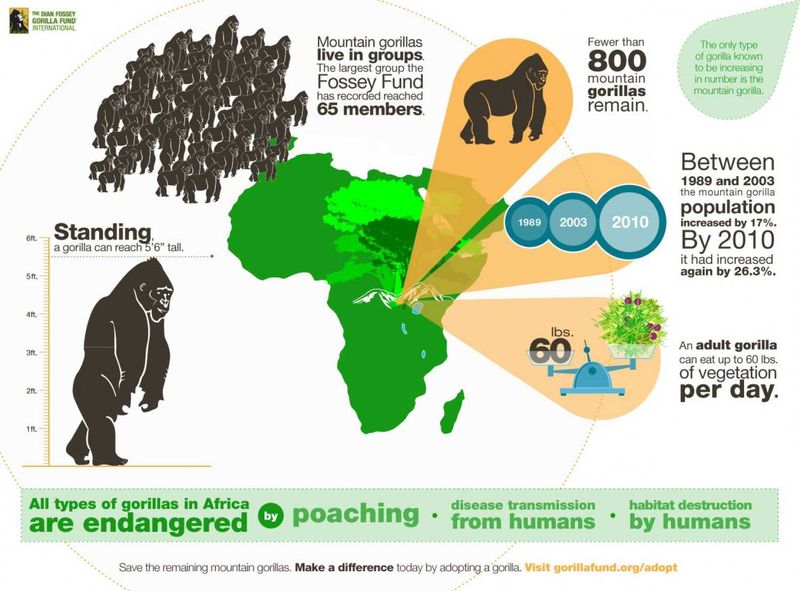all-types-of-gorillas-in-africa-are-endangered