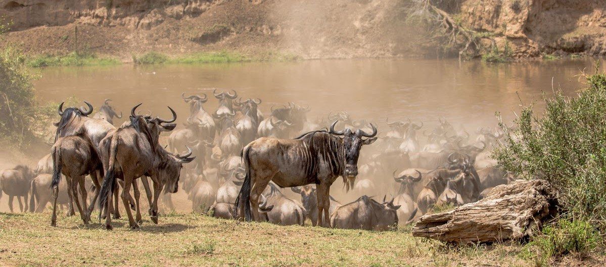 A Great Migration Safari & the Search for a Mara River Crossing | Part 2