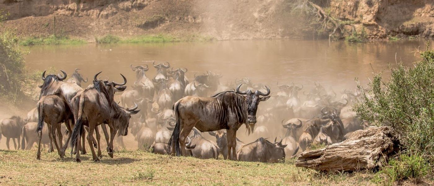 A Great Migration Safari & the Search for a Mara River Crossing | Part 2