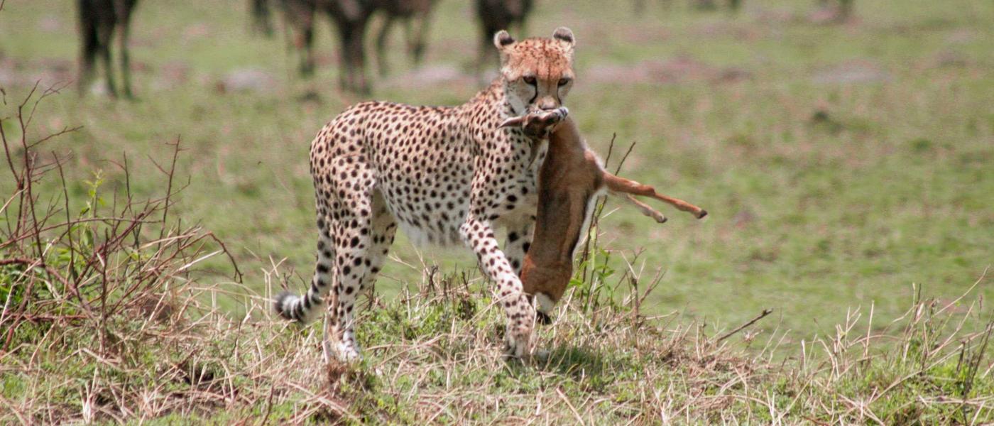 East Africa's Greatest Attractions - Infographic