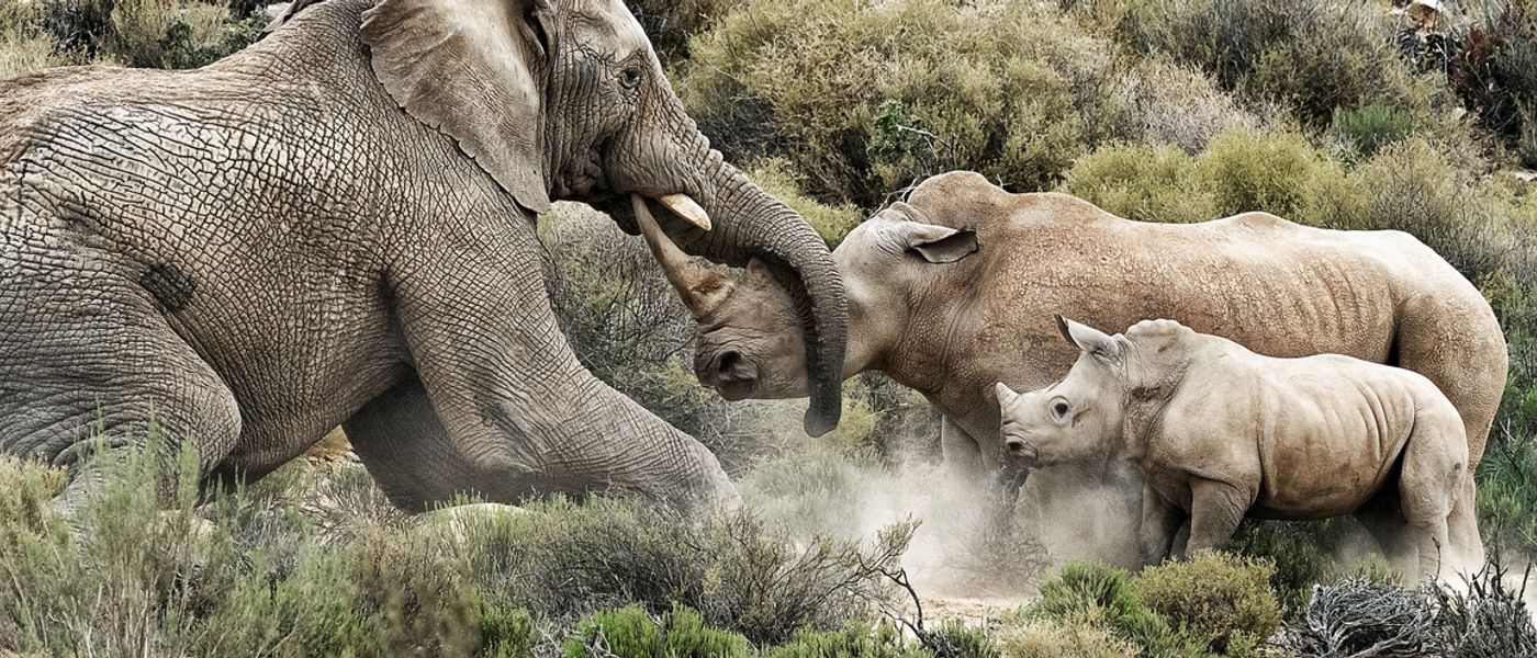 Éléphant vs Rhinocéros : Impressionnante altercation !