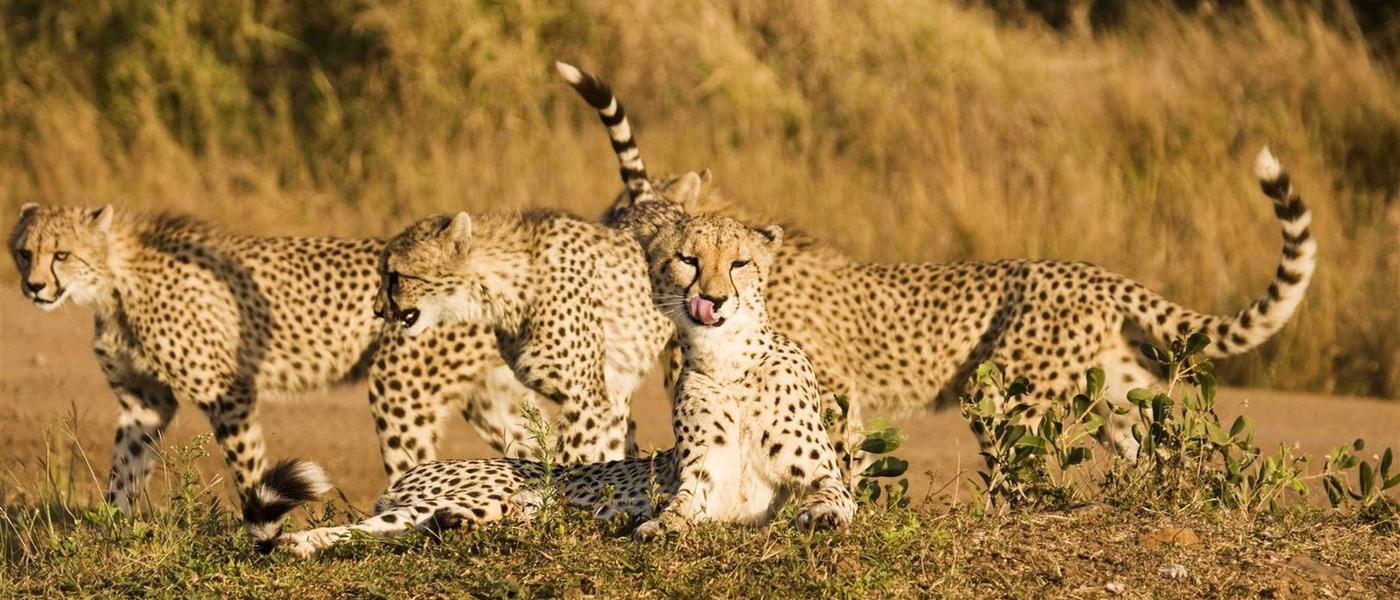 Cheetah vs. Leopard: Do You Know the Difference?