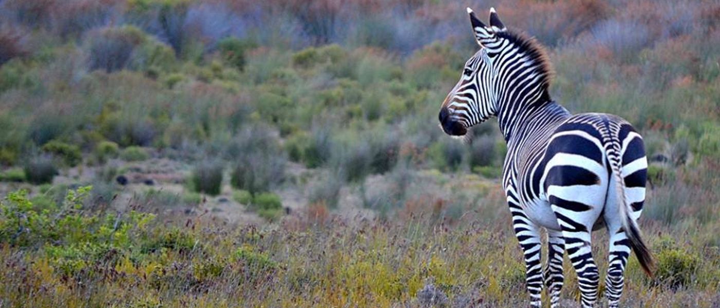De Hoop Nature Reserve: Geheimtipp zwischen Kapstadt und Garden Route
