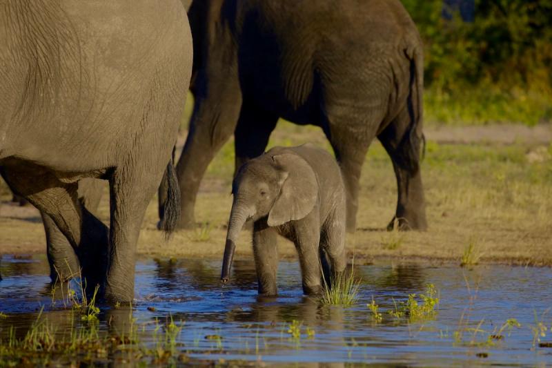 A baby elephant stands in shallow water beside several adult elephants in Chobe National Park.