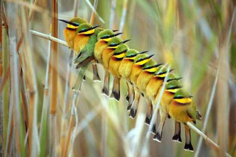 Birds all in a row on the Okavango Delta