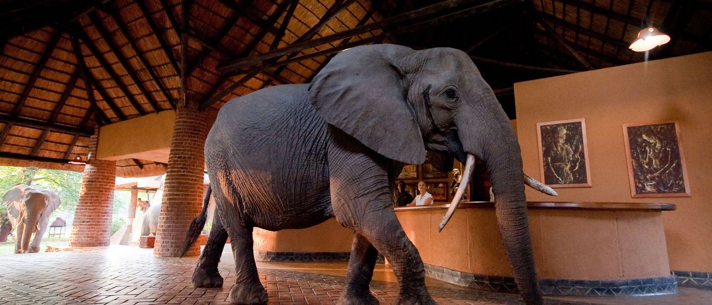 Only in Africa...