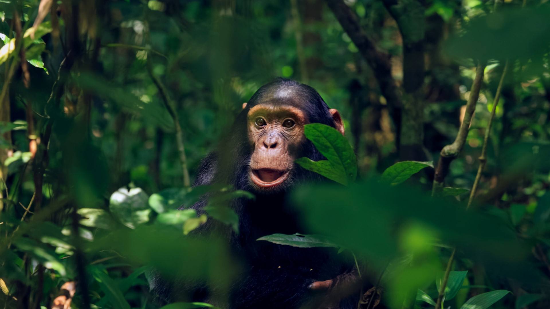 Animals of Gombe Stream National Park