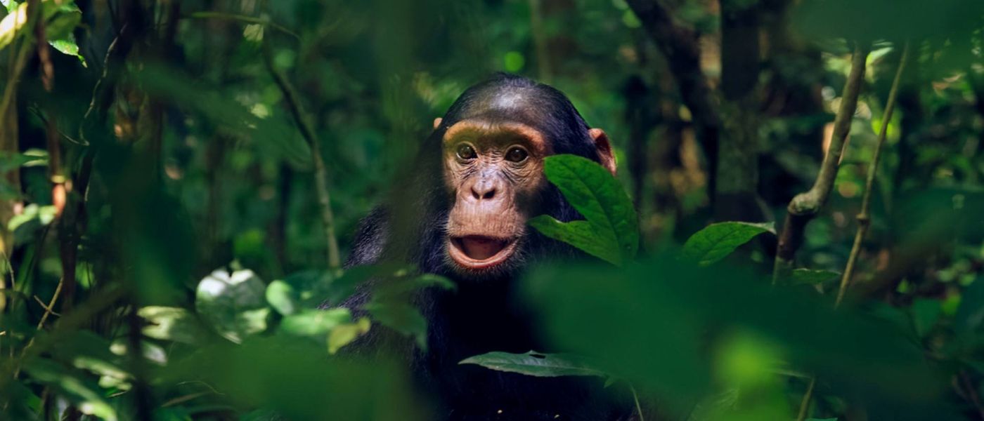 Animals of Gombe Stream National Park