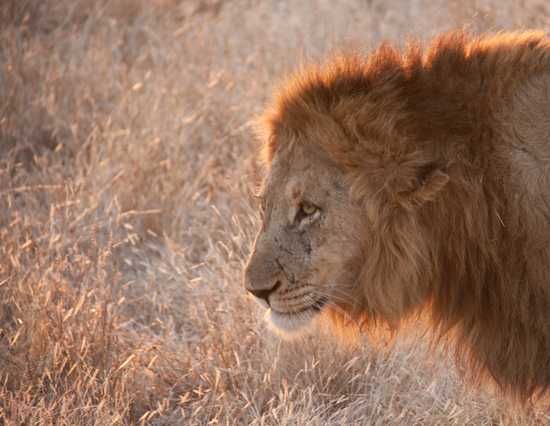 Lion mane
