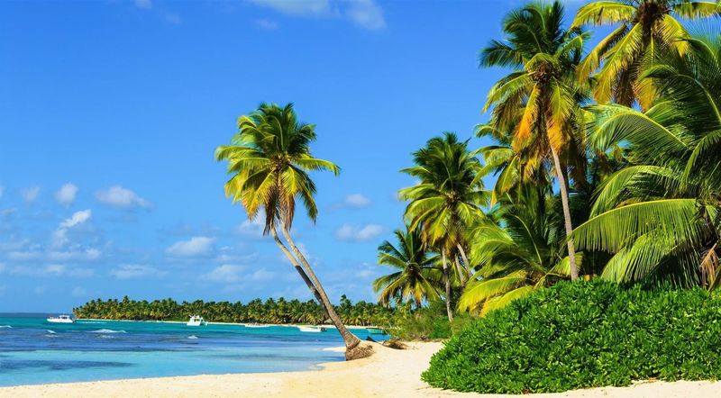 Ein Strand mit Palmen