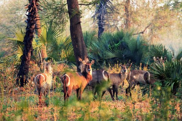 Gorongosa Reimagined: One to Watch