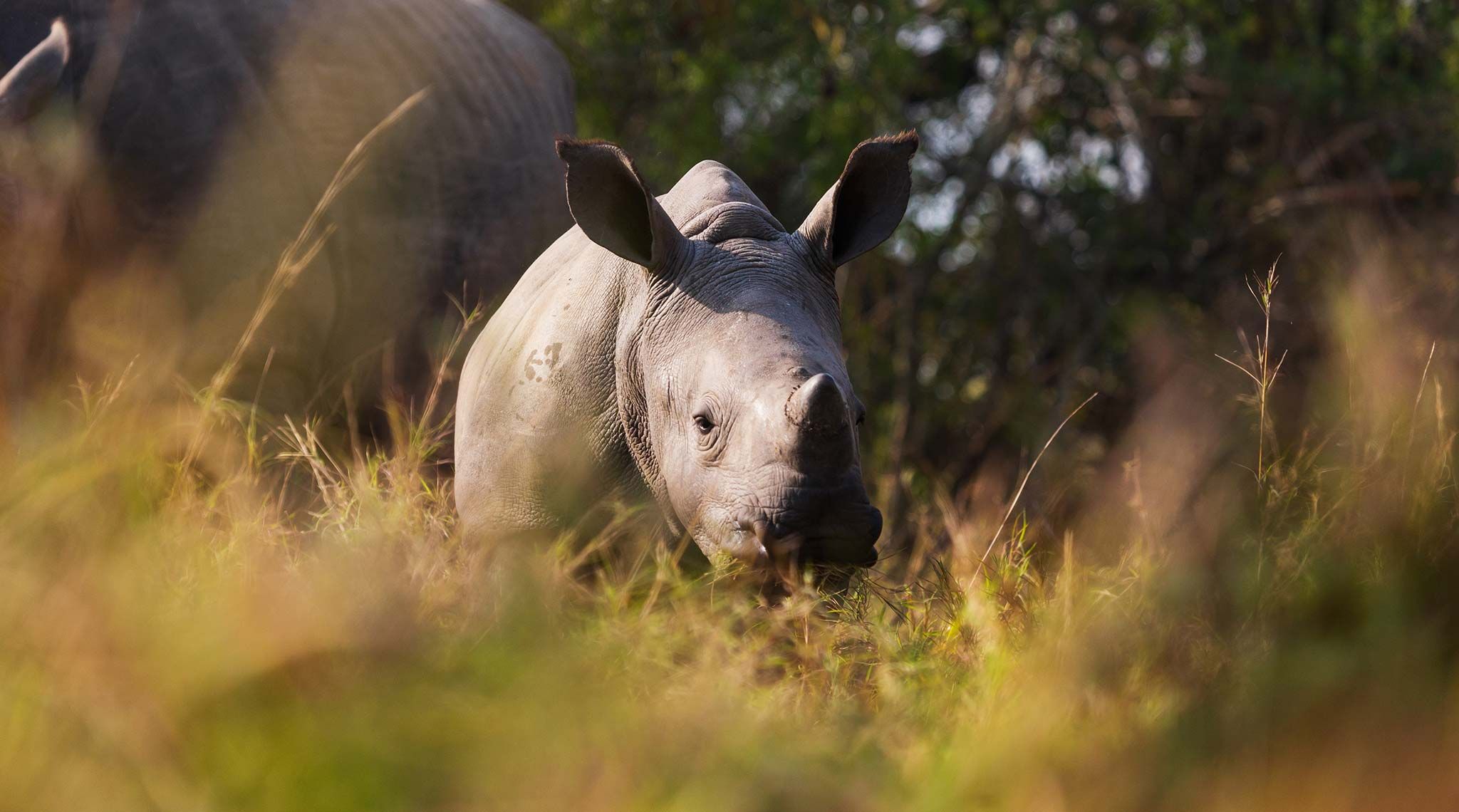 Rhino Africa is Crowned World’s Leading Safari Company