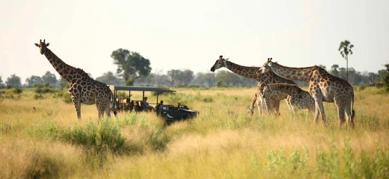 game-drive-with-five-giraffe
